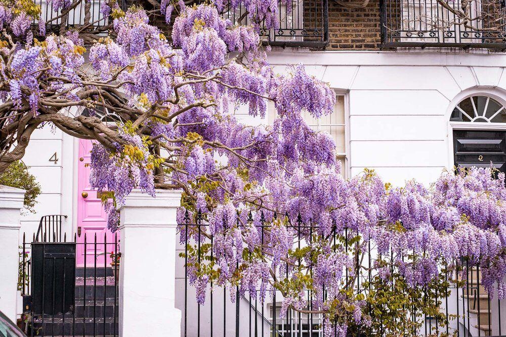 Wisteria Tree in Notting Hill, droits réservés